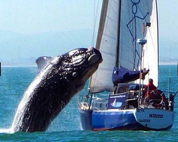 Click image for larger version

Name:	whale-bellyflops-on-yacht.jpg
Views:	682
Size:	41.3 KB
ID:	20841