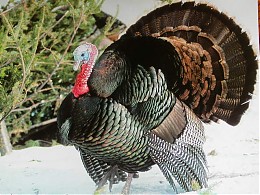 Click image for larger version

Name:	turkey.JPG
Views:	144
Size:	93.7 KB
ID:	2101