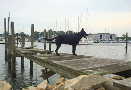 Click image for larger version

Name:	Mitchell at the dock.jpg
Views:	59
Size:	89.8 KB
ID:	217221