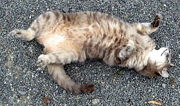 Click image for larger version

Name:	upside down cat.jpg
Views:	260
Size:	68.3 KB
ID:	22189