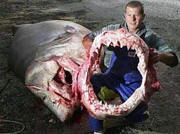 Click image for larger version

Name:	Great White 8.jpg
Views:	152
Size:	56.1 KB
ID:	22418