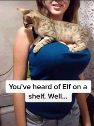 Click image for larger version

Name:	kitty on a titty.jpg
Views:	299
Size:	49.5 KB
ID:	229280