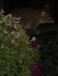 Click image for larger version

Name:	possum.jpg
Views:	142
Size:	109.2 KB
ID:	2331