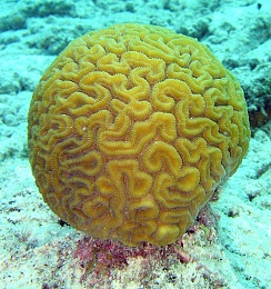 Click image for larger version

Name:	Brain_coral.jpg
Views:	563
Size:	330.1 KB
ID:	23536