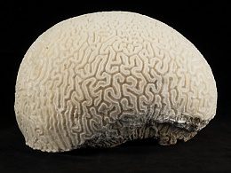 Click image for larger version

Name:	BrainCoral1.jpg
Views:	251
Size:	74.4 KB
ID:	23537