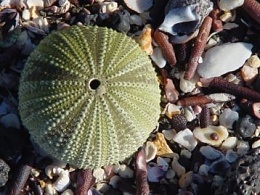 Click image for larger version

Name:	16_green_sea_urchin_skeleton.jpg
Views:	139
Size:	32.5 KB
ID:	23539