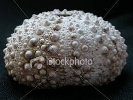 Click image for larger version

Name:	istockphoto_716931_sea_urchin_skeleton_2.jpg
Views:	315
Size:	34.0 KB
ID:	23540