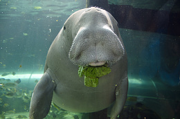 Click image for larger version

Name:	Manatee funny eating.jpg
Views:	45
Size:	406.9 KB
ID:	241523