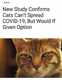Click image for larger version

Name:	Cats and Covid.jpg
Views:	190
Size:	34.3 KB
ID:	242317