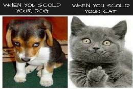 Click image for larger version

Name:	Scold dog vs cat.jpg
Views:	273
Size:	27.2 KB
ID:	242318