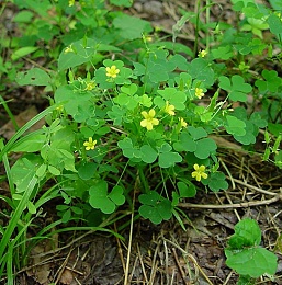 Click image for larger version

Name:	Oxalis_stricta_plant.jpg
Views:	149
Size:	98.6 KB
ID:	24558