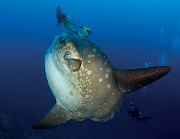 Click image for larger version

Name:	Sunfish.jpg
Views:	159
Size:	16.9 KB
ID:	249185