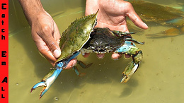Click image for larger version

Name:	soft crab.jpg
Views:	68
Size:	137.2 KB
ID:	253064