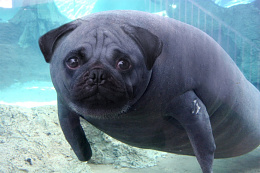 Click image for larger version

Name:	Dugong dog.jpg
Views:	47
Size:	115.2 KB
ID:	253177