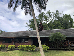 Click image for larger version

Name:	Coconut palm climbing.jpg
Views:	10
Size:	439.3 KB
ID:	259448