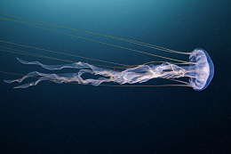 Click image for larger version

Name:	Sea Nettle.jpg
Views:	37
Size:	346.7 KB
ID:	260549
