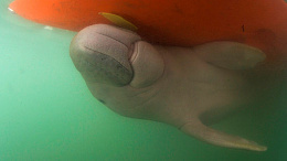 Click image for larger version

Name:	dugong survey 2.jpg
Views:	58
Size:	102.9 KB
ID:	262685