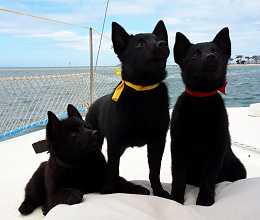 Click image for larger version

Name:	Belgian Schipperkes puppies in Philippines (4)web.jpg
Views:	27
Size:	80.9 KB
ID:	264691