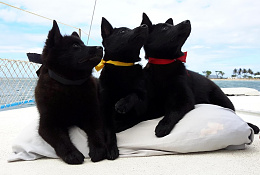 Click image for larger version

Name:	Belgian Schipperkes puppies in Philippines (1)web.jpg
Views:	50
Size:	87.6 KB
ID:	264692