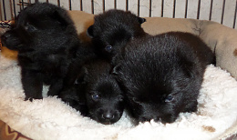 Click image for larger version

Name:	Zonne and 3 sisters at  3 weeks.jpg
Views:	35
Size:	407.6 KB
ID:	264693
