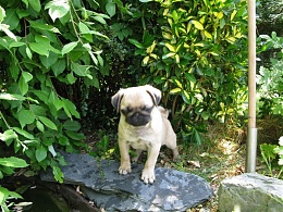 Click image for larger version

Name:	Puglet's_arrival_038.jpg
Views:	135
Size:	101.8 KB
ID:	26639