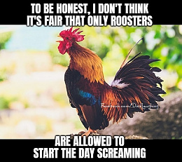 Click image for larger version

Name:	rooster.jpg
Views:	181
Size:	122.1 KB
ID:	266431