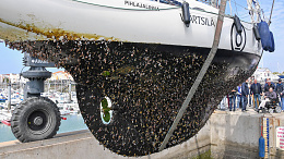 Click image for larger version

Name:	coppercoat barnacles.jpg
Views:	84
Size:	274.8 KB
ID:	268219