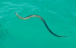 Click image for larger version

Name:	R42 Tiger Snake at Tomahawk Island.jpg
Views:	44
Size:	181.0 KB
ID:	274225