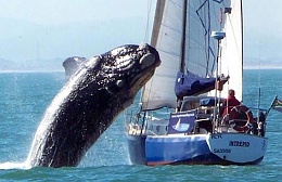 Click image for larger version

Name:	Alt_Breaching whale on sailing boat1.jpg
Views:	72
Size:	58.2 KB
ID:	275777