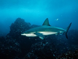 Click image for larger version

Name:	galapagos-shark_6449_600x450.jpg
Views:	351
Size:	29.6 KB
ID:	27958
