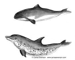 Click image for larger version

Name:	Dolphin+vs.+Porpoise.jpg
Views:	663
Size:	48.2 KB
ID:	27959