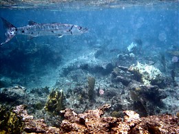 Click image for larger version

Name:	barra-2 on reef-20%.jpg
Views:	936
Size:	59.5 KB
ID:	284