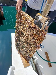 Click image for larger version

Name:	barnacles.jpg
Views:	48
Size:	426.7 KB
ID:	287167