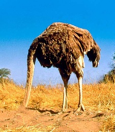 Click image for larger version

Name:	ostrich_head_in_sand.jpg
Views:	593
Size:	39.7 KB
ID:	28894