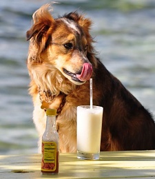 Click image for larger version

Name:	Lucy Drinking.JPG
Views:	107
Size:	42.9 KB
ID:	31169