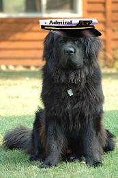 Click image for larger version

Name:	400px-Newfoundland_dog_Smoky copy.jpg
Views:	355
Size:	134.9 KB
ID:	31509