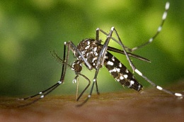 Click image for larger version

Name:	aedes aegypti.jpg
Views:	374
Size:	26.8 KB
ID:	31905