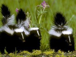 Click image for larger version

Name:	SKUNKS.jpg
Views:	550
Size:	47.1 KB
ID:	32054