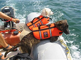 Click image for larger version

Name:	pfd dogs.jpg
Views:	500
Size:	165.6 KB
ID:	3214