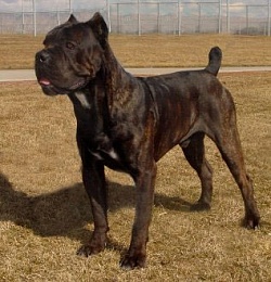 Click image for larger version

Name:	lg_cane_corso11.jpg
Views:	98
Size:	32.5 KB
ID:	32268