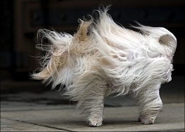 Click image for larger version

Name:	cat in the wind.jpg
Views:	540
Size:	57.5 KB
ID:	36887