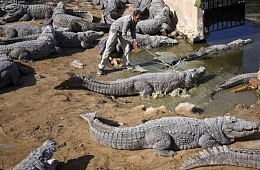 Click image for larger version

Name:	Crocodile Herder.jpg
Views:	503
Size:	84.2 KB
ID:	39330