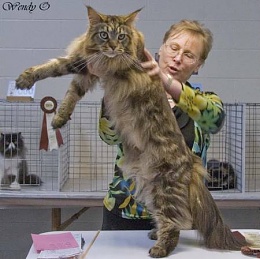 Click image for larger version

Name:	large-maine-coon-cat-1s1.jpg
Views:	572
Size:	29.7 KB
ID:	39341