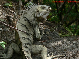 Click image for larger version

Name:	CarriacouIguana 045.jpg
Views:	703
Size:	440.8 KB
ID:	41274