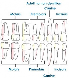 Click image for larger version

Name:	dentition-adult-human.jpeg
Views:	2010
Size:	18.0 KB
ID:	41670