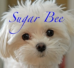 Click image for larger version

Name:	sugarbee.jpg
Views:	197
Size:	61.9 KB
ID:	46536