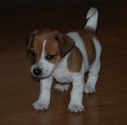 Click image for larger version

Name:	Dexter at 5 weeks (17).jpg
Views:	102
Size:	404.0 KB
ID:	47638
