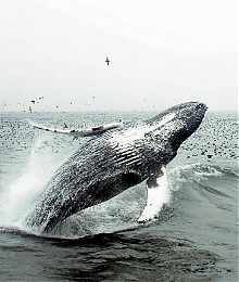Click image for larger version

Name:	Whales 255 (4).jpg
Views:	314
Size:	105.1 KB
ID:	4878