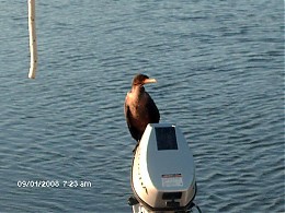 Click image for larger version

Name:	CormorantonOutboard.jpg
Views:	364
Size:	78.7 KB
ID:	4914