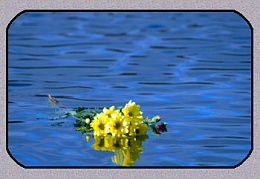 Click image for larger version

Name:	flowers_water.jpeg
Views:	626
Size:	23.8 KB
ID:	50192